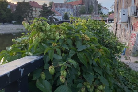 Uitzicht vanuit Polen op het Duitse Görlitz, met hop op de voorgrond