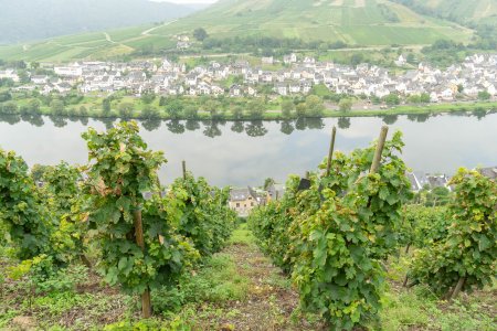 Zell am Mosel