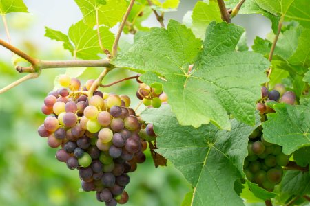 De druiven beginnen al rood te kleuren, bijna tijd voor de oogst