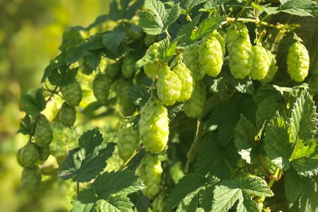 Volgroeide hopbloemen in de hoptuin van Brouwerij Gulpener