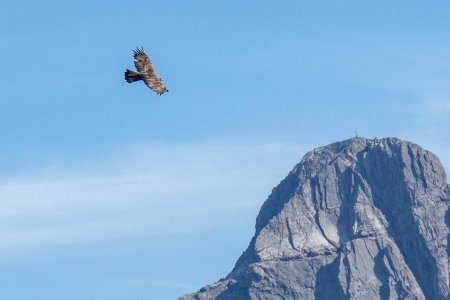 Een Steenarend boven de Biberkopf