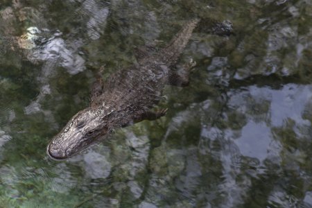 De eerste &#039;gator&#039; sighting in Ocala national forest