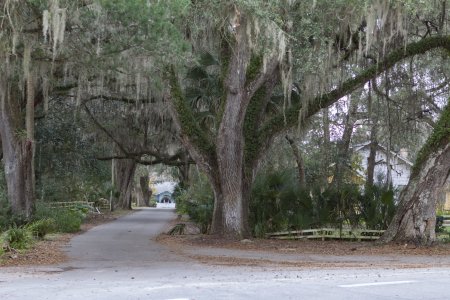 Overal in dit deel van Florida zijn de bomen bedekt met Spaans mos