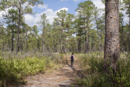 Paynes Prairie preserve state park