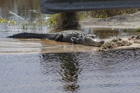Een aligator in de Everglades