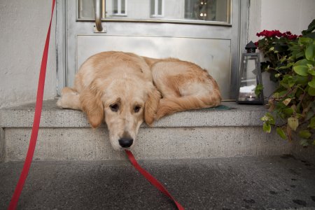 Lief hondje ligt te puffen in de warmte