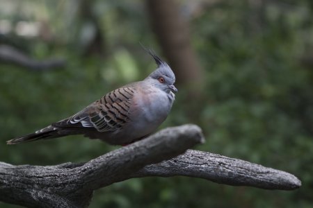 Duifje in Hong Kong park