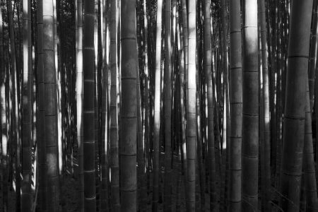 Bamboo Groove, Kyoto