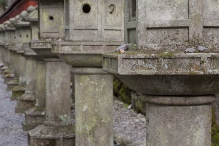 Nikko
