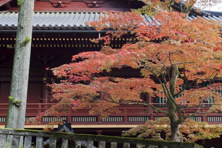 Rode bladeren bij de Rinnoji tempel in Nikko