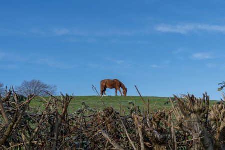 Er staat een paard in de wei