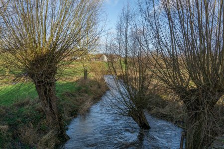 Knotwilgen in de Geul