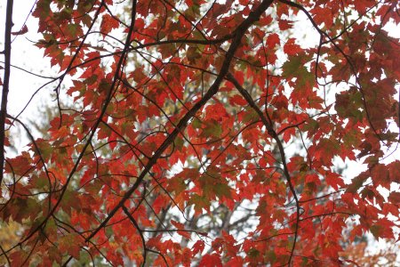 De rode bladeren van een Maple tree