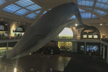 American Museum of Natural History