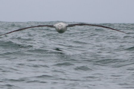 Een wandering albatros komt recht op ons af