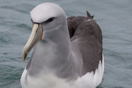 Buller&#039;s Albatross