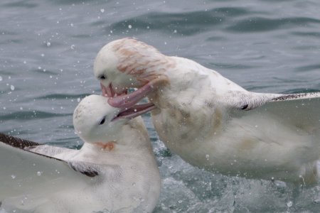 Albatrossen in Kaikoura