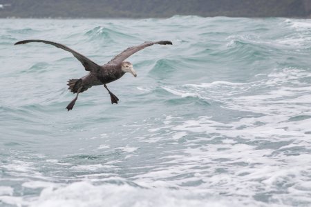 Landende albatros