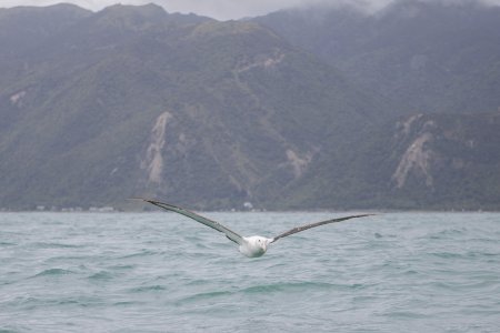 Een wandering albatros scheert laag over het water