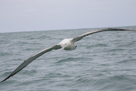 Een Antipodean Wandering Albatross
