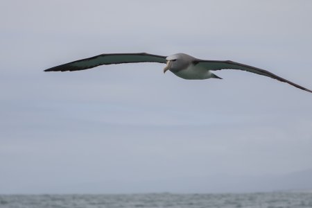 Buller&#039;s Albatross