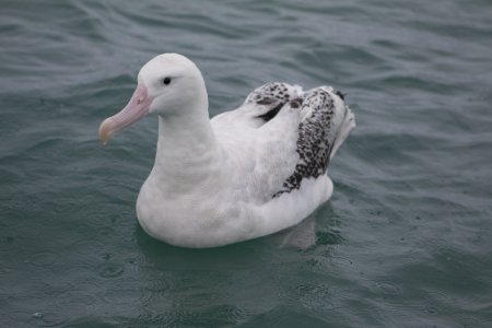Wandering Albatross, ongeveer zo groot als een zwaan