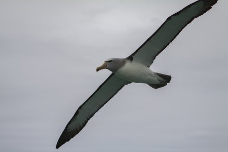 Een Buller&#039;s Albatross in vlucht