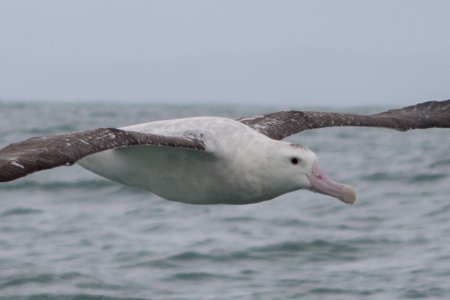 Albatrossen in Kaikoura