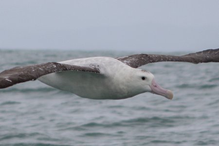 Antipodean Wandering Albatross