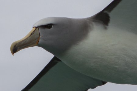 Buller&#039;s Albatross van dichtbij