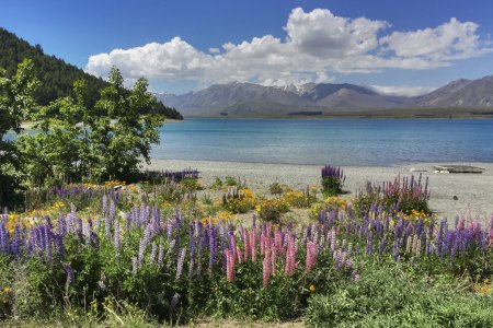 Alles staat in bloei aan Lake Tekapo