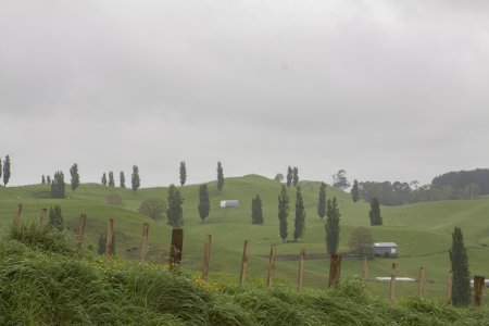 Ook de omgeving rondom Hobbiton is groen en heuvelachtig