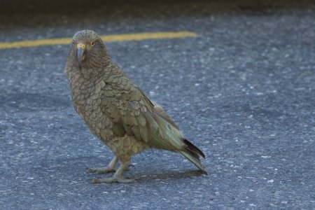 We komen zowaar een Kea tegen op de parkeerplaats