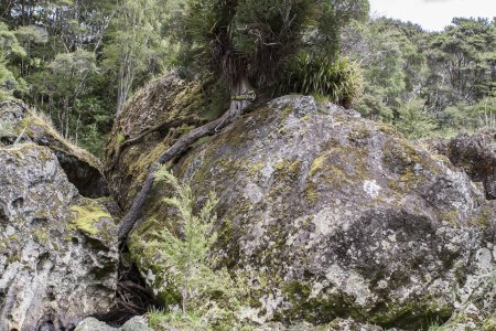 Overgroeide rots in Weirere boulders