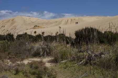 Hoge duinen ergens onderweg in Northland