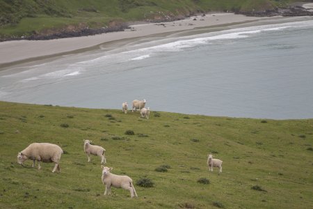 Deze schaapjes hebben het mooiste uitzicht op het Otago schiereiland