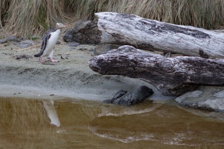 Geeloog pinguïn (bos pinguïn) op weg naar z&#039;n nest in het bos