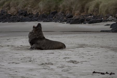 Hooker zeeleeuw, de zeldzaamste ter wereld, komen alleen in NZ voor