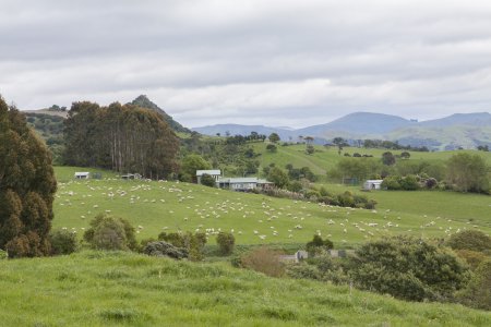 Nieuw Zeeland en z&#039;n schapen, ze staan werkelijk overal