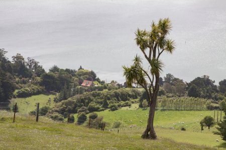 Otago schiereiland hoort bij de stad Dunedin