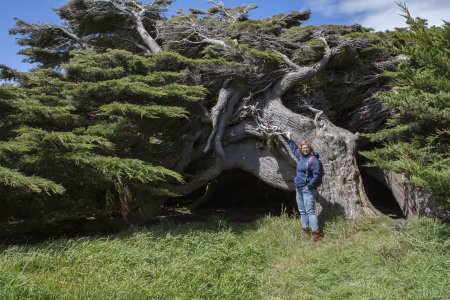 De bomen aan de kust groeien bijna horizontaal vanwege de wind