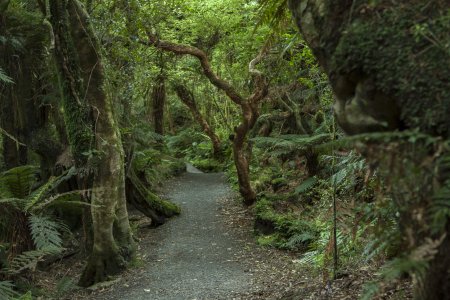 Groener word het niet in dit oerbos