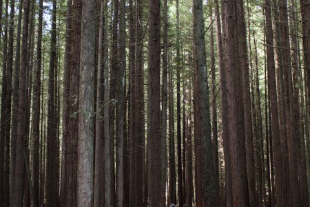 Redwoods, oorspronkelijk uit Californië
