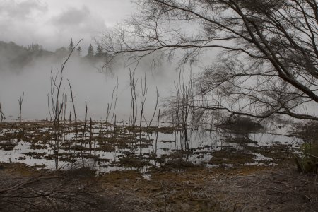 Een spookachtige vijver in het gratis park van Rotorua