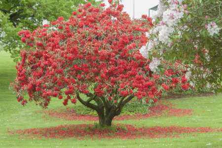 Deze boom was in het echt netzo rood!