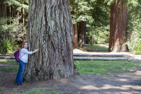 Syl met een gigantische Redwood