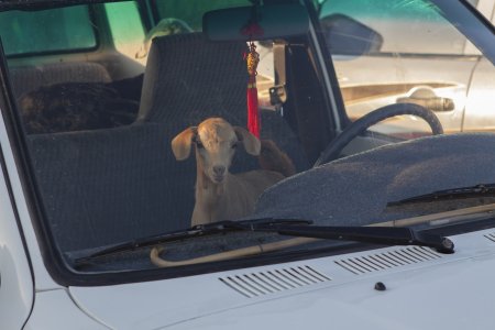 De geitjes worden gewoon in de auto meegenomen