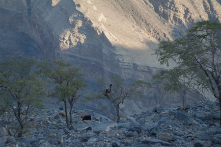 Wadi Nakhr Jebel Shams