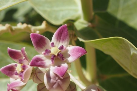 Bloemen in de Wadi