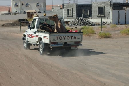 Kameel in de laadbak van een pickup